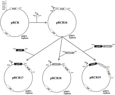 Characterization of the Sorbitol Utilization Cluster of the Probiotic Pediococcus parvulus 2.6: Genetic, Functional and Complementation Studies in Heterologous Hosts